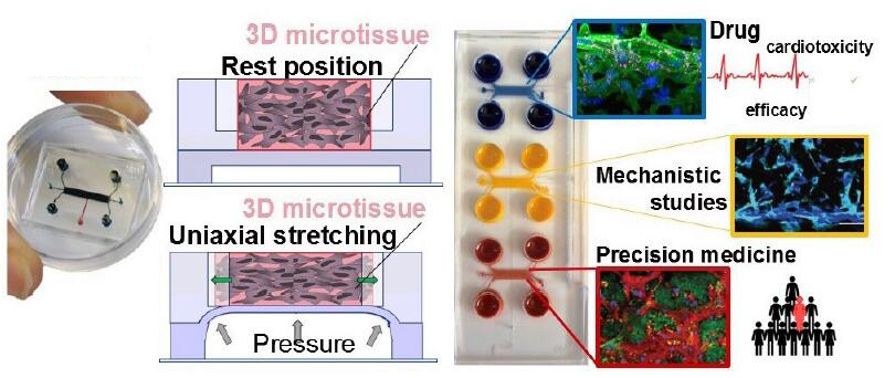 動態(tài)機(jī)械刺激多功能器官芯片系統(tǒng)